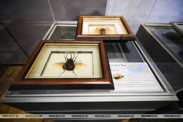 «Порхающие цветы». Выставку бабочек презентовали в Бресте «Порхающие цветы». Выставку бабочек презентовали в Бресте
