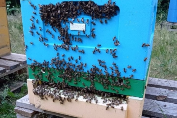 Увлечение родом из детства: как пчеловод из Кобрина продолжает дело родителей