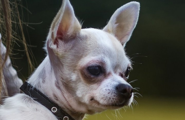 Девочку укусил чихуа-хуа, а ее мать потребовала 5000 рублей моральной компенсации. Что решил суд? Девочку укусил чихуа-хуа, а ее мать потребовала 5000 рублей моральной компенсации. Что решил суд?