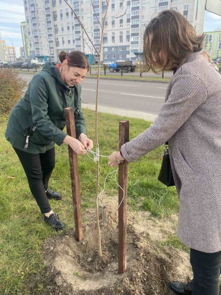 В Бресте на улице Махновича заложили аллею молодёжи В Бресте на улице Махновича заложили аллею молодёжи