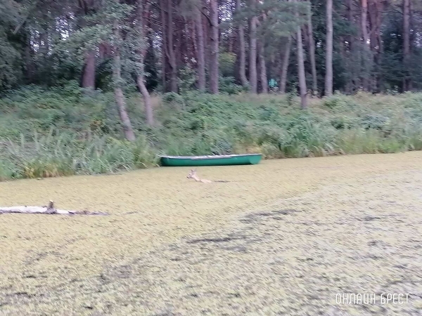 
                Читатель: Удалось увидеть, как косуля переплывает реку
            