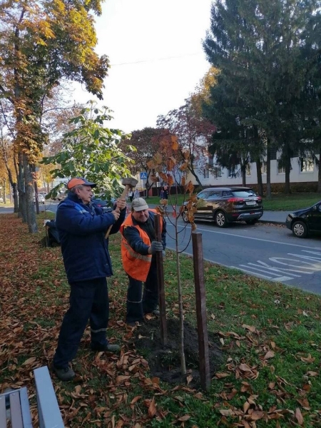 Власти Бреста просят жителей города не заниматься озеленением самовольно Власти Бреста просят жителей города не заниматься озеленением самовольно