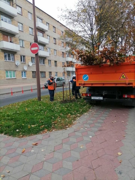 Власти Бреста просят жителей города не заниматься озеленением самовольно Власти Бреста просят жителей города не заниматься озеленением самовольно