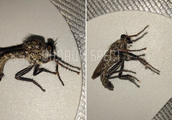 
                Читатель: Хищная муха Ктырь? Была обнаружена в Бресте на Набережной
            