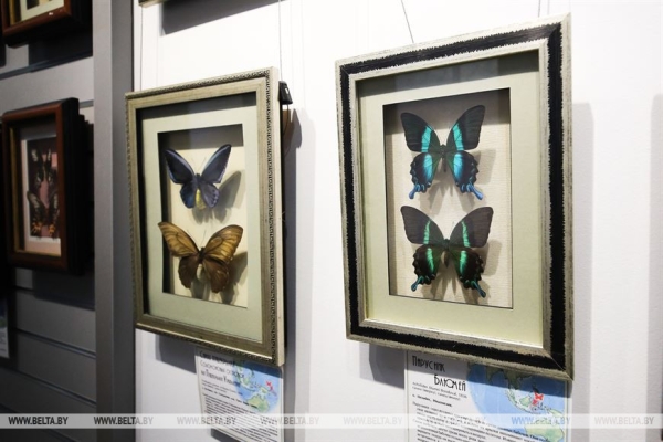 «Порхающие цветы». Выставку бабочек презентовали в Бресте «Порхающие цветы». Выставку бабочек презентовали в Бресте