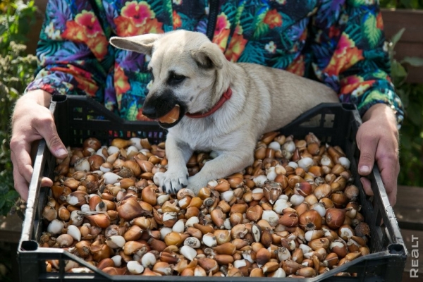 «Высадил рассаду на 11 тысяч долларов». Как обычный парень из Бреста создал сад с тысячами растений на 2 гектарах