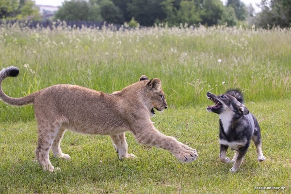 В минском зоопарке ко львенку, потерявшему маму, подселили щенка