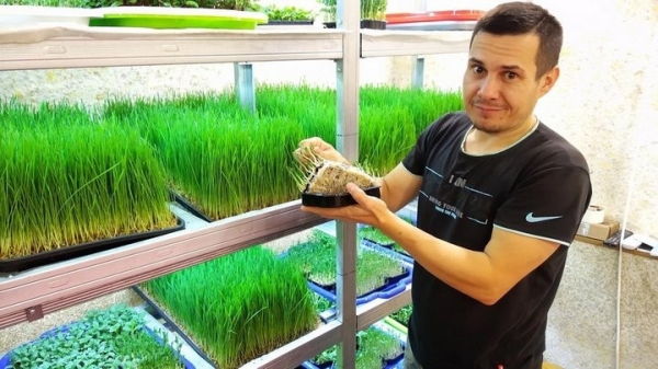 «С финансированием фермы помогла теща». Посмотрите, как белорус зарабатывает на микрозелени