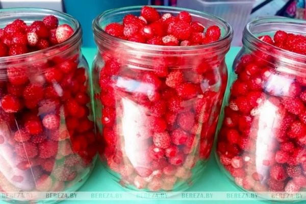 Первые лесные ягоды появились на рынке в Березе. Цены Первые лесные ягоды появились на рынке в Березе. Цены