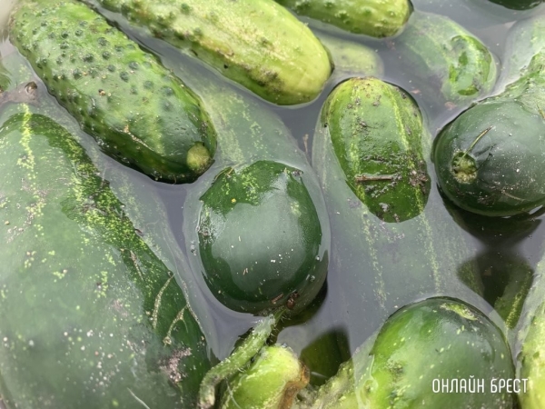 Сколько можно выручить денег, продав урожай государству?